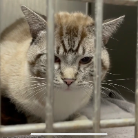 The kind family who have taken in 'unadoptable' stray Angry Cat