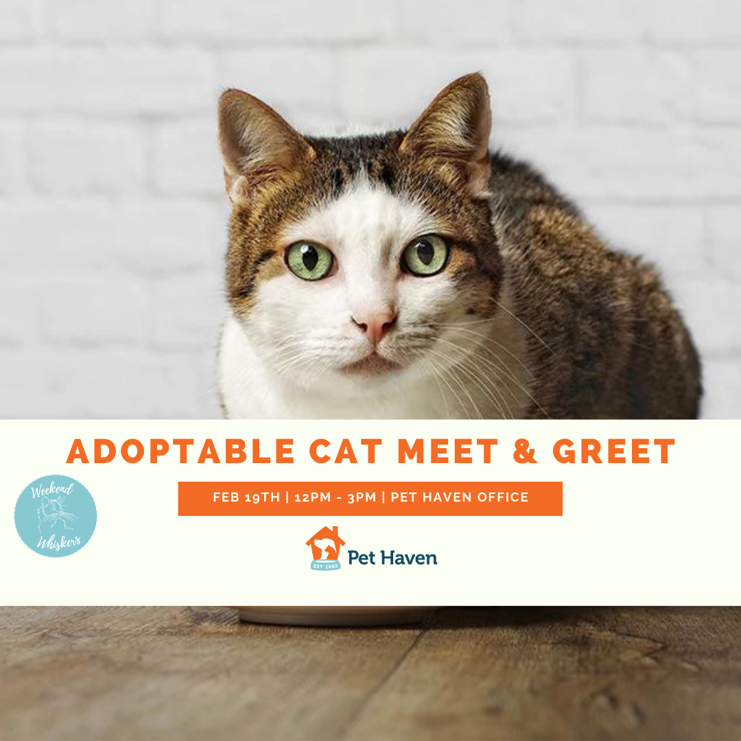 Meet Our Adoptable Cats!