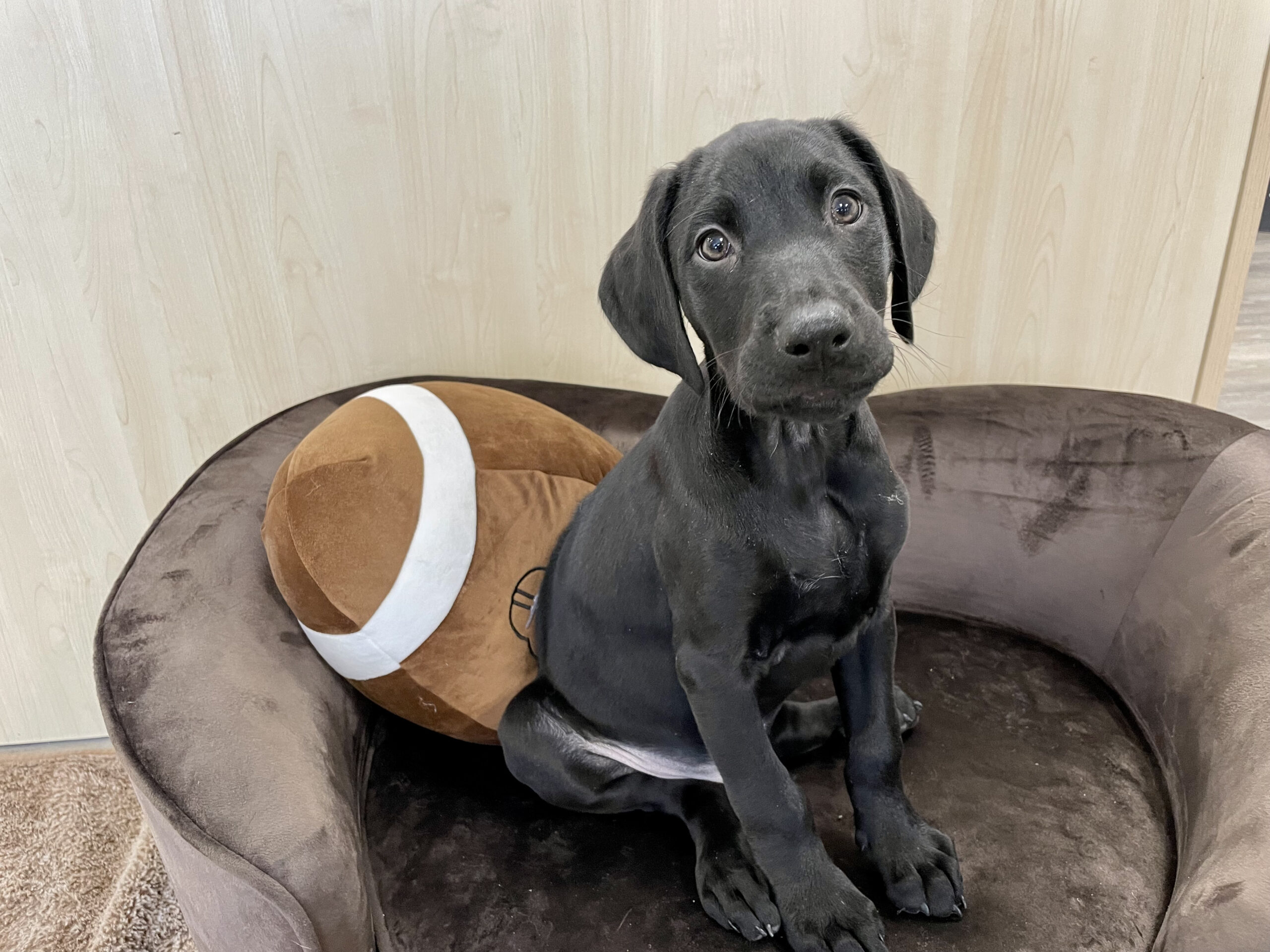 Puppy Bowl XX | Eugene Finds His Family - Pet Haven of Minnesota